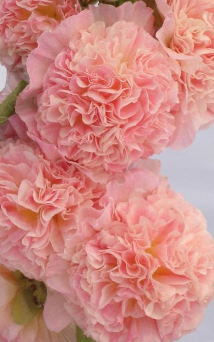 Alcea Seeds Chater Salmon Pink 100 Seeds