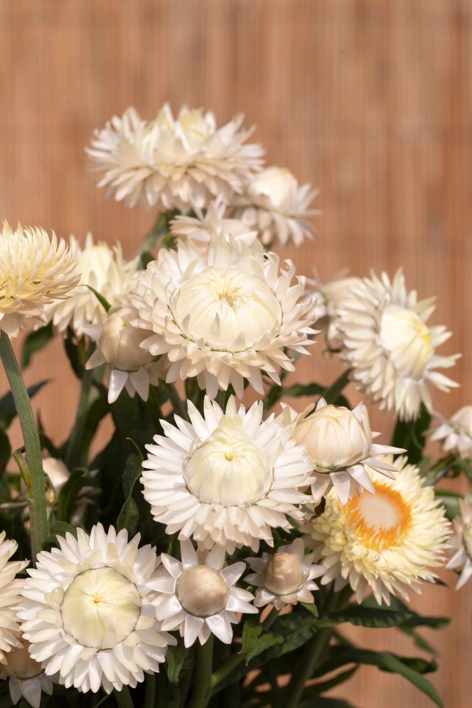 helichrysum flower seeds 100 Strawflower Seeds Helichrysum King Size Frosted Sulphur