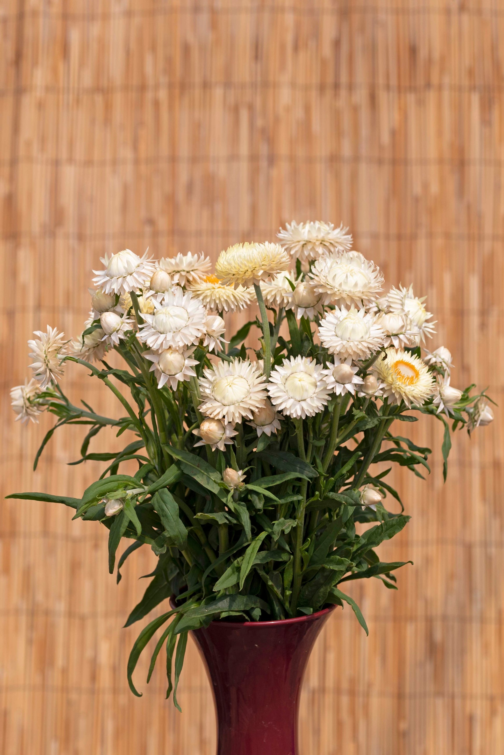helichrysum flower seeds 100 Strawflower Seeds Helichrysum King Size Frosted Sulphur