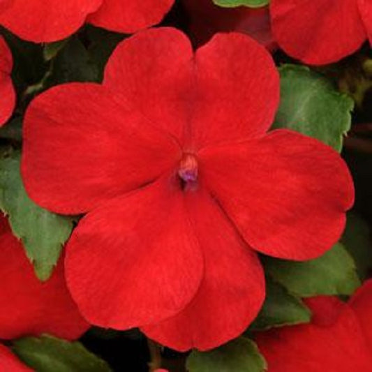 50 Impatiens Seeds Impreza Red Flower Seeds