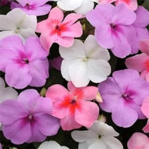 50 Impatiens Seeds Impreza Water Colors Flower Seeds