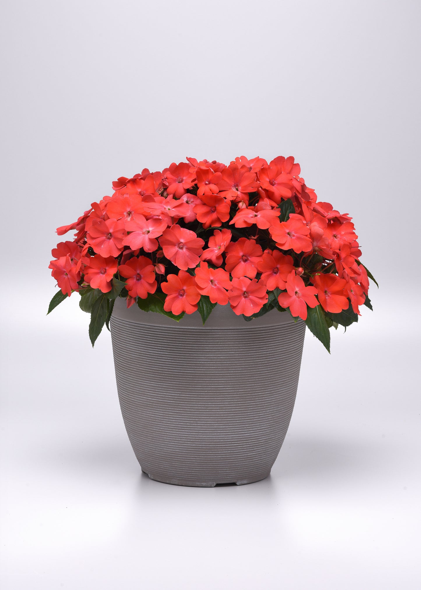 Impatiens Seeds Solarscape Salmon Punch 15 Seeds Sun and Shade Flower Seeds