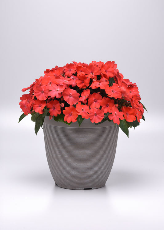 Impatiens Seeds Solarscape Salmon Punch 15 Seeds Sun and Shade Flower Seeds