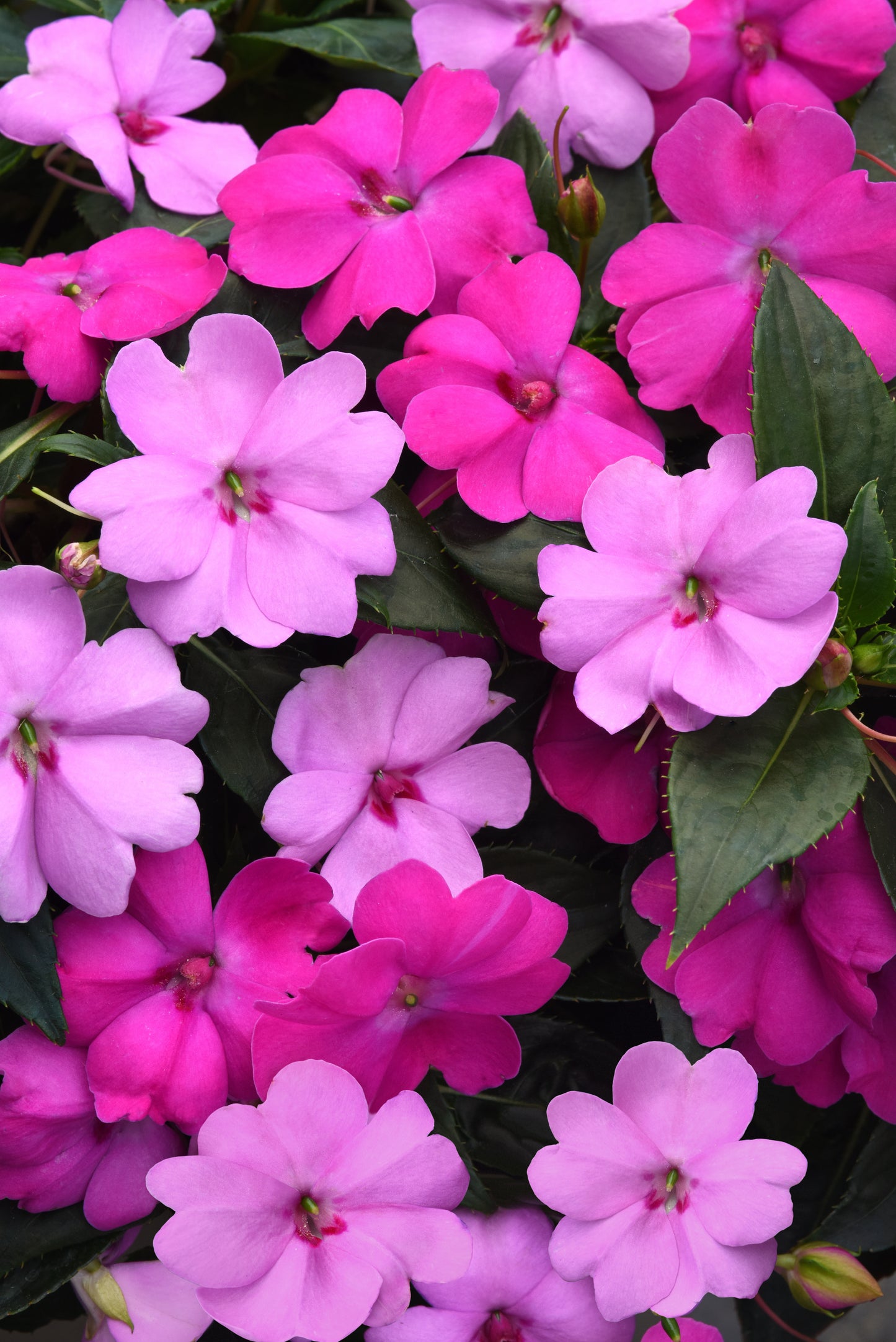 Impatiens Seeds Solarscape XL Brilliant Gems Mix 15 Seeds Sun and Shade Flower Seeds