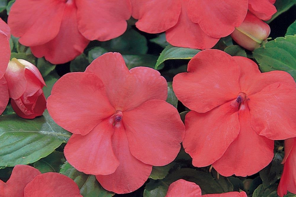 50 Impatiens Seeds Super Elfin Salmon Flower Seeds