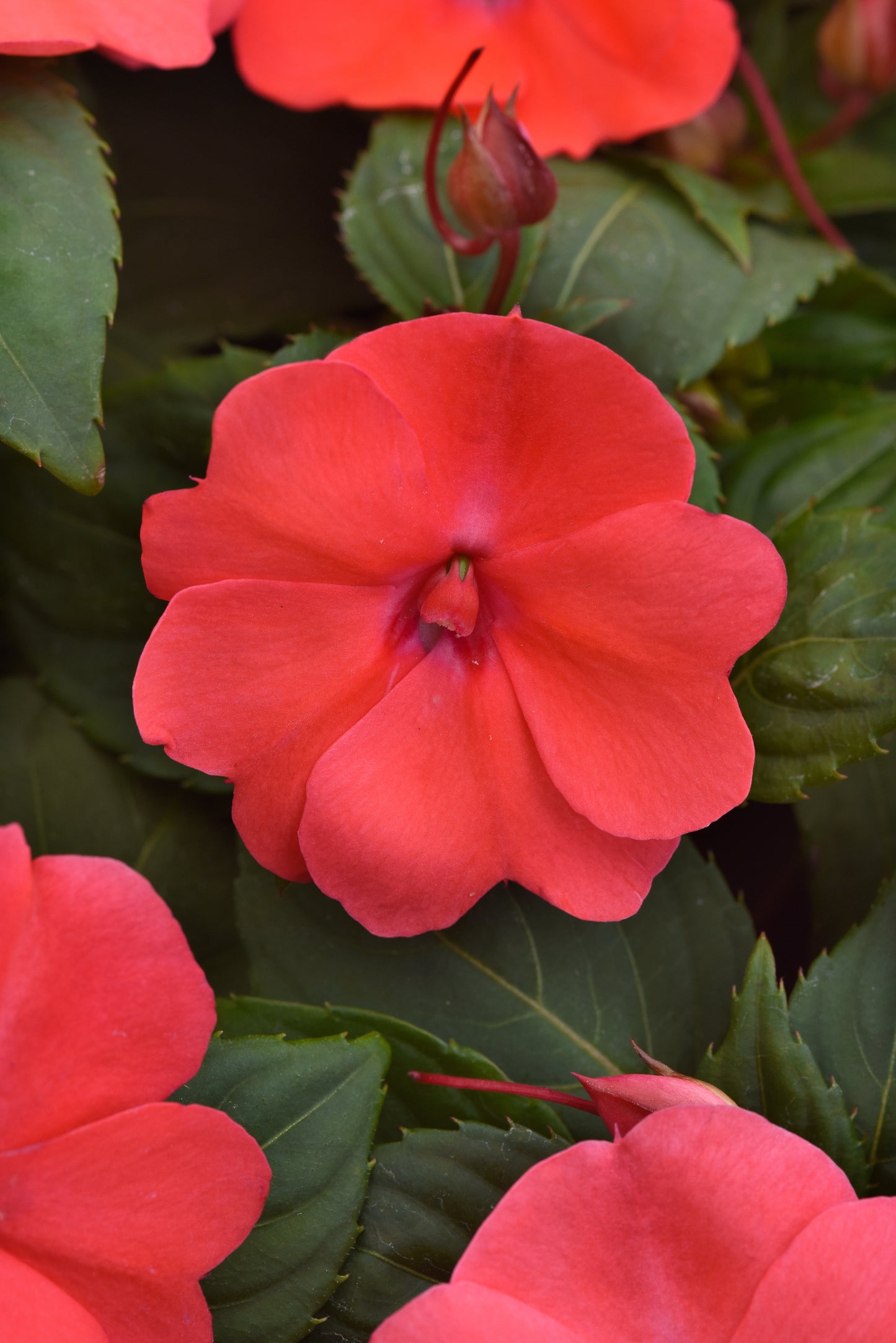 Impatiens Seeds Solarscape Salmon Punch 15 Seeds Sun and Shade Flower Seeds