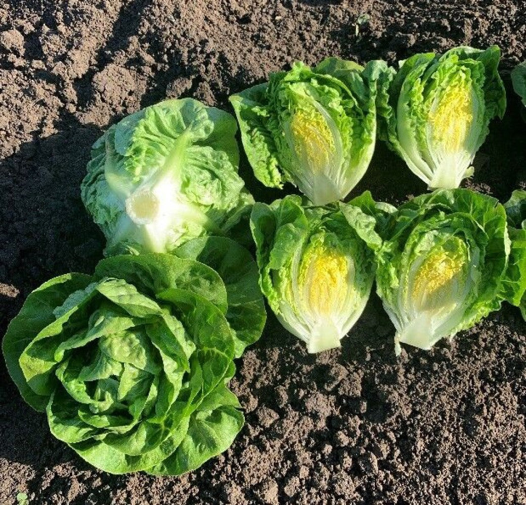 Buteos Mini Gem Lettuce Seeds – 250 Mini Romaine Lettuce Seeds