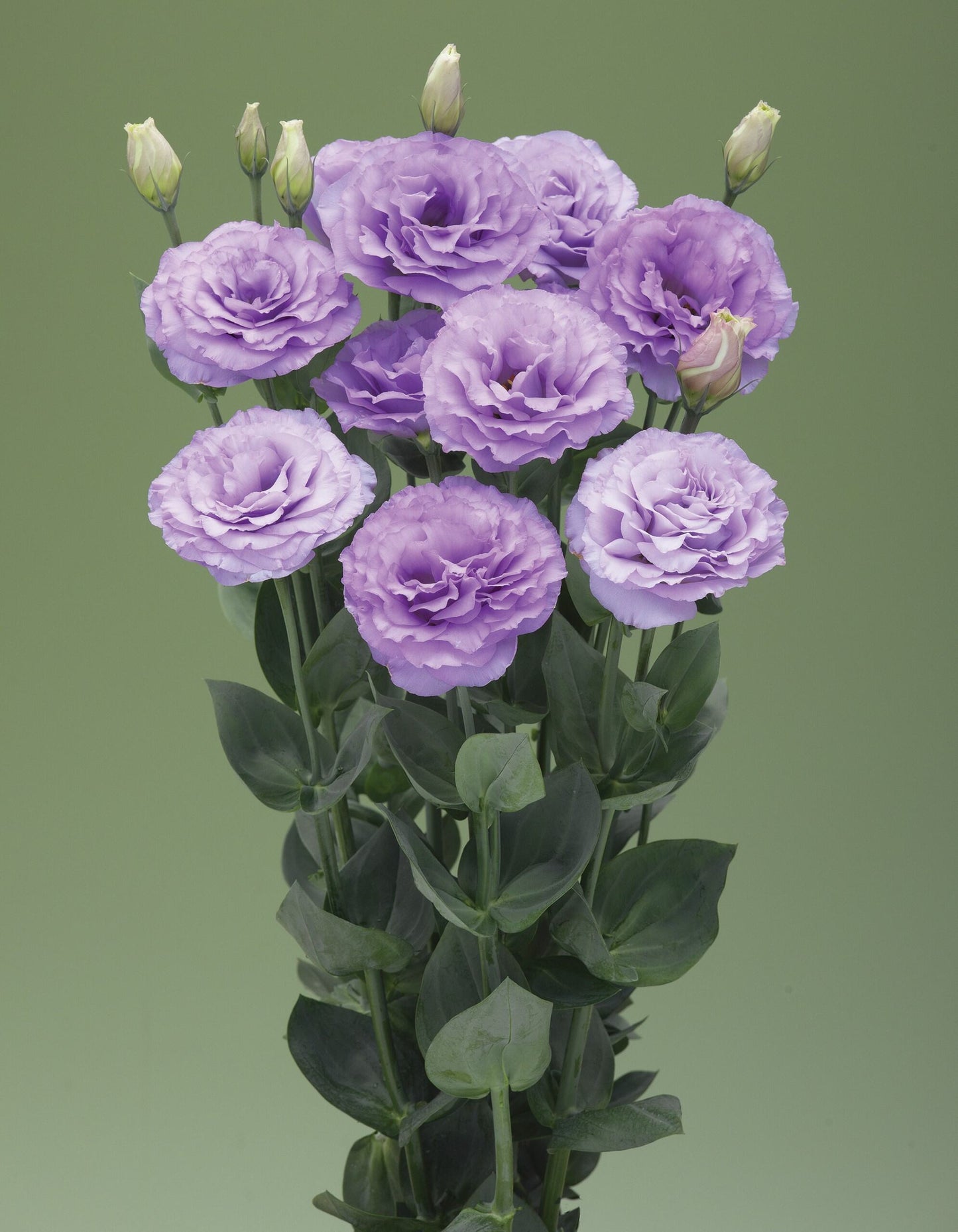 Arena 3 Lavender Lisianthus Seeds 25 Pelleted | Premium Cut Flower Seeds