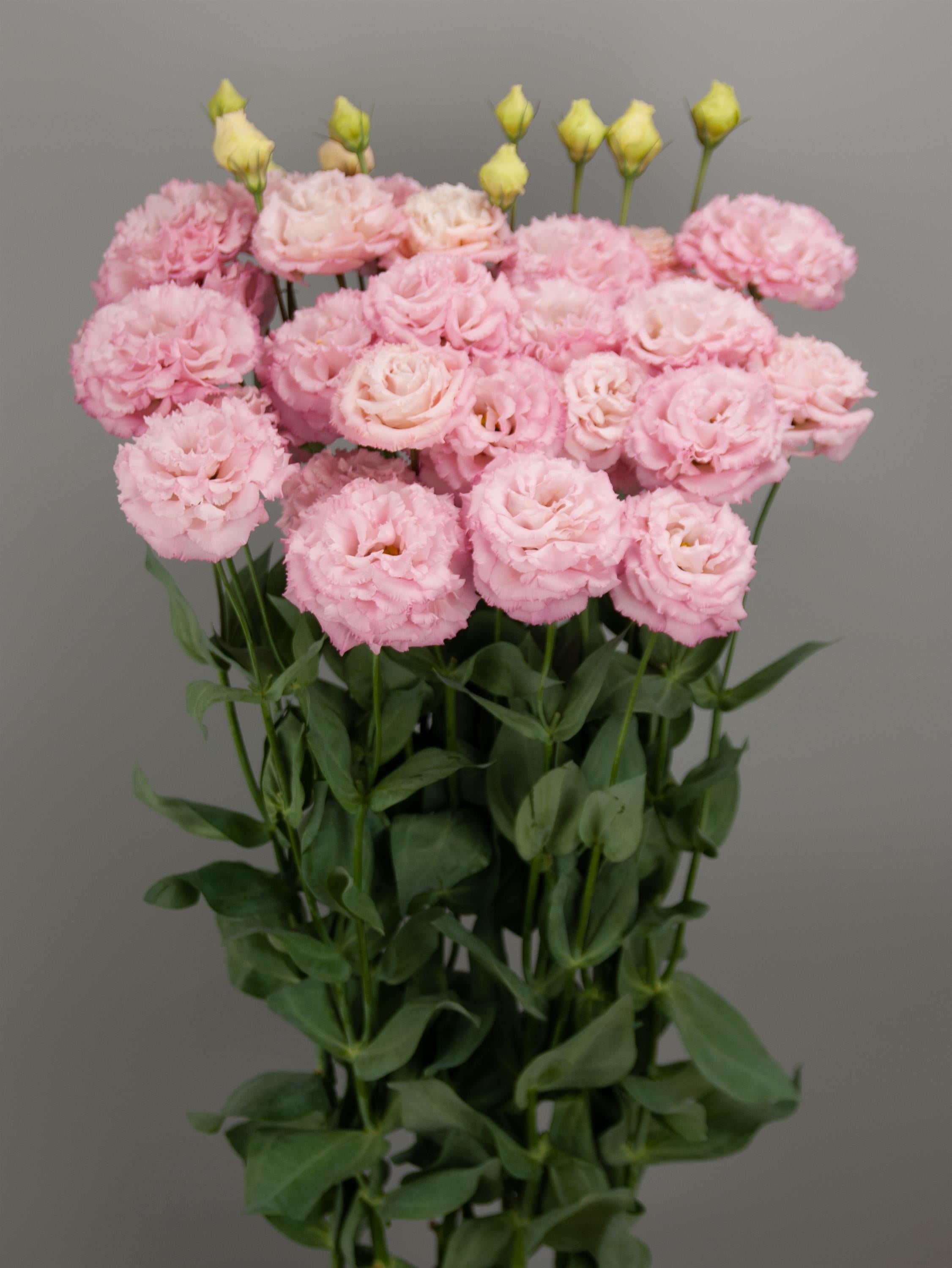 Celeb 2 Pink Mimi Lisianthus Seeds | 25 Pelleted Cut Flower Seeds ...
