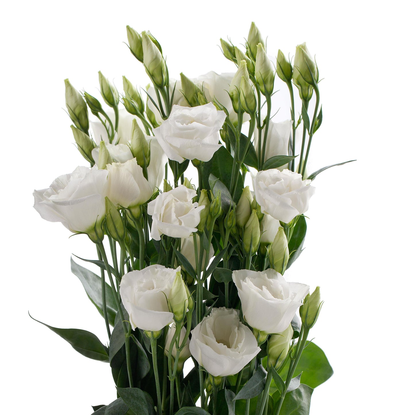 Cessna 3 White Lisianthus Seeds 25 Pelleted | Premium Cut Flowers