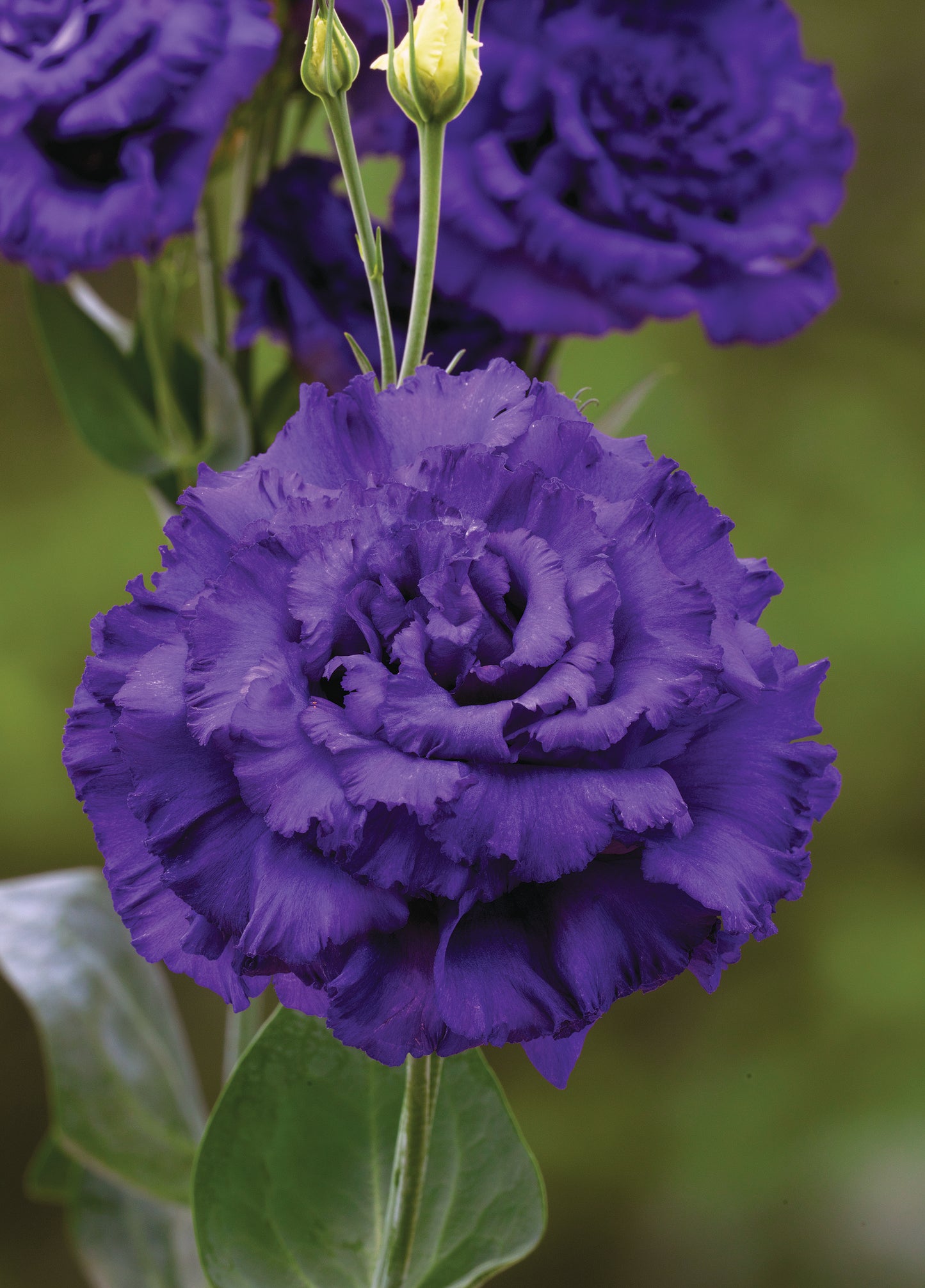 Corelli Sugoi 3 Blue Lisianthus Seeds – 25 Pelleted | Premium Cut Flower Seeds