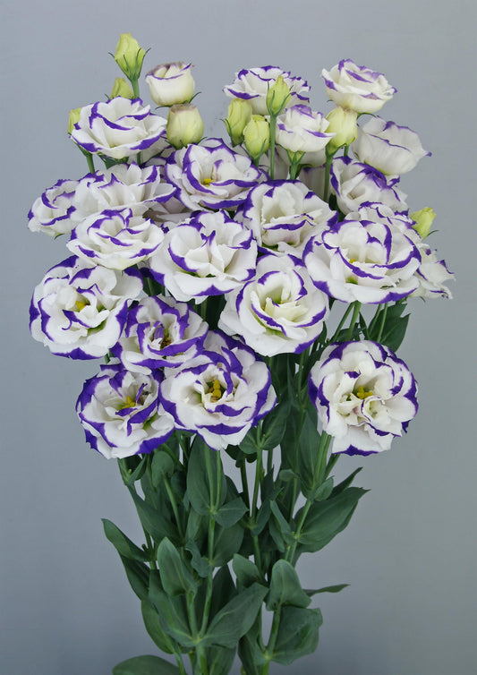 Megalo 3 Blue Rim Lisianthus Seeds – 25 Pelleted Cut Flower Seeds