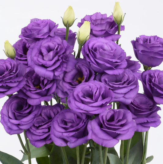 Rosita 3 Bright Blue Lisianthus Seeds 25 Pelleted | Premium Cut Flower Seeds