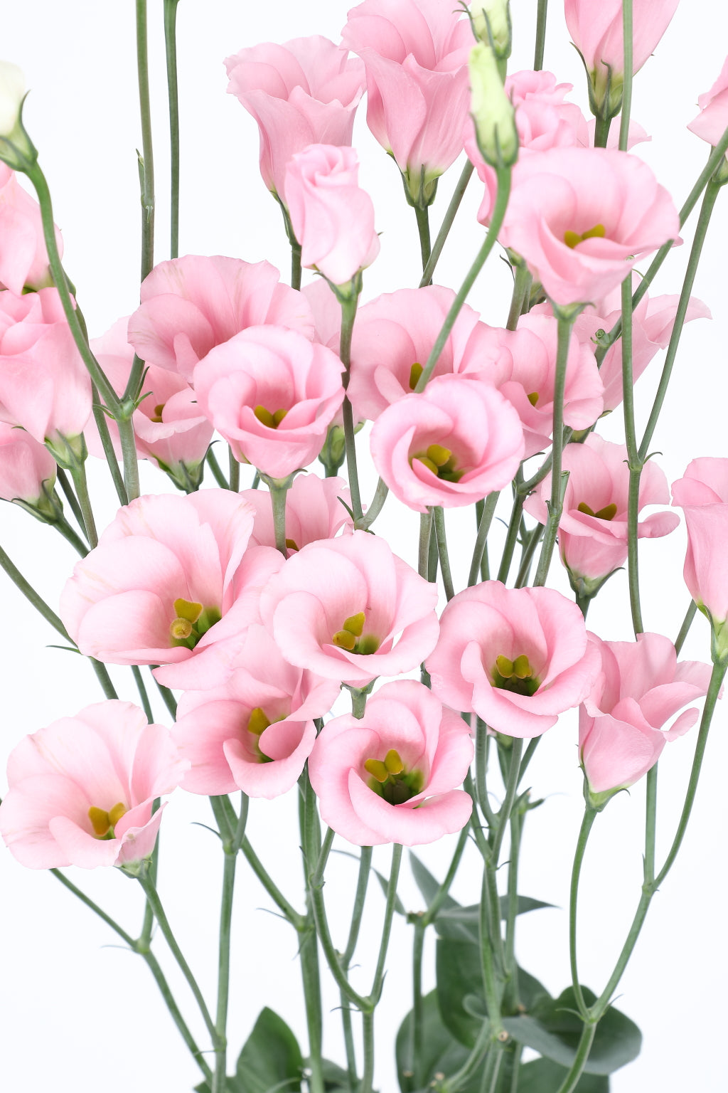 Lisianthus Seeds Viviana 1 Pink 25 Pelleted Seeds | Cut Flower Seeds