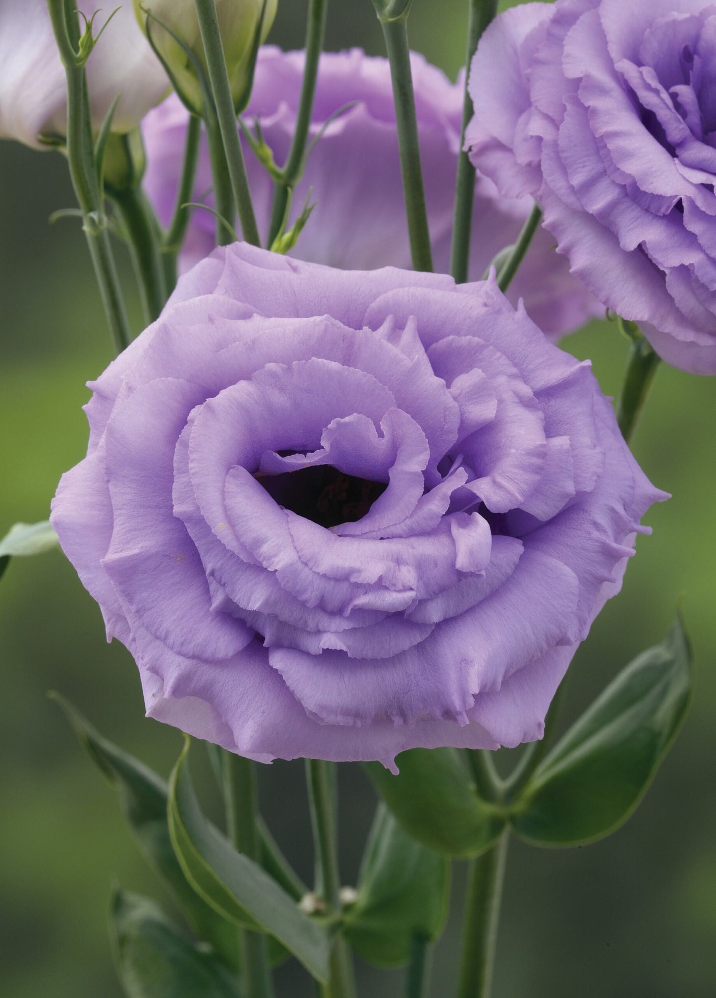 Arena 3 Lavender Lisianthus Seeds 25 Pelleted | Premium Cut Flower Seeds