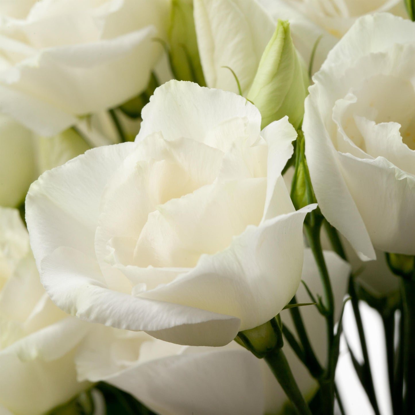 Cessna 3 White Lisianthus Seeds 25 Pelleted | Premium Cut Flowers