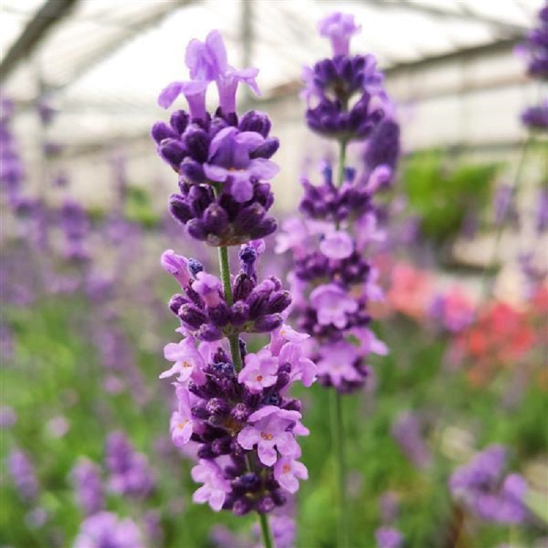 Lavandula Angustifolia Lovely Sky 50 Lavandula Seeds