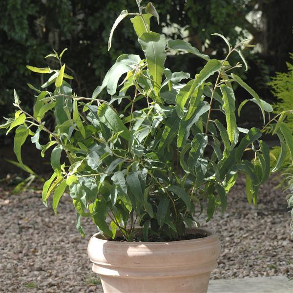Lemon Bush Eucalyptus Seeds – 25 Seeds | Lemon-Scented Insect Repellent Plant