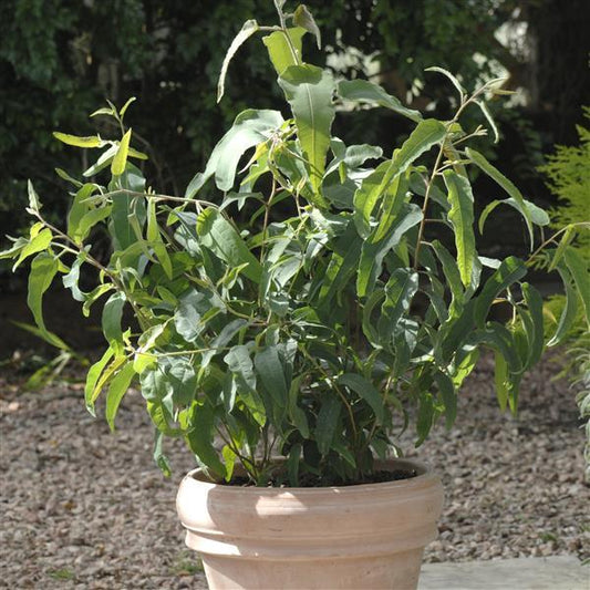 Lemon Bush Eucalyptus Seeds – 25 Seeds | Lemon-Scented Insect Repellent Plant