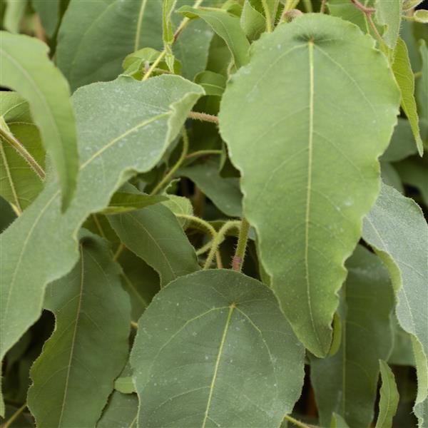 Lemon Bush Eucalyptus Seeds – 25 Seeds | Lemon-Scented Insect Repellent Plant