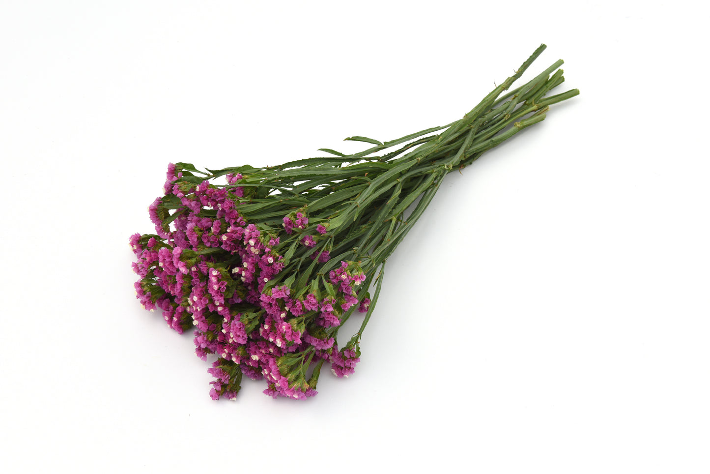 QIS Rose Limonium Seeds – Cut Flower Statice Seeds (100 Seeds)
