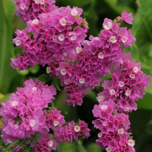 QIS Rose Limonium Seeds – Cut Flower Statice Seeds (100 Seeds)
