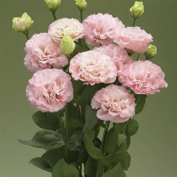 25 Pelleted Lisianthus Seeds Corelli 3 Peach Double Cut Flower Seeds