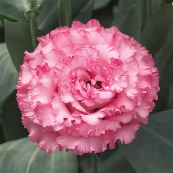 25 Pelleted Lisianthus Seeds Corelli Sugoi 2 Rose Pink Double Cut Flower Seeds