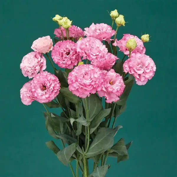 25 Pelleted Lisianthus Seeds Corelli Sugoi 2 Rose Pink Double Cut Flower Seeds