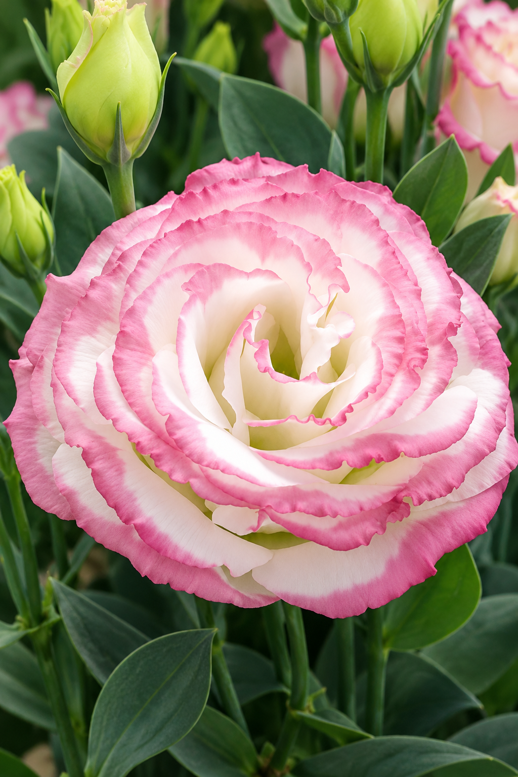 Close-up of Croma 3 Pink Picotee lisianthus with ruffled white petals edged in bright pink, green buds and foliage