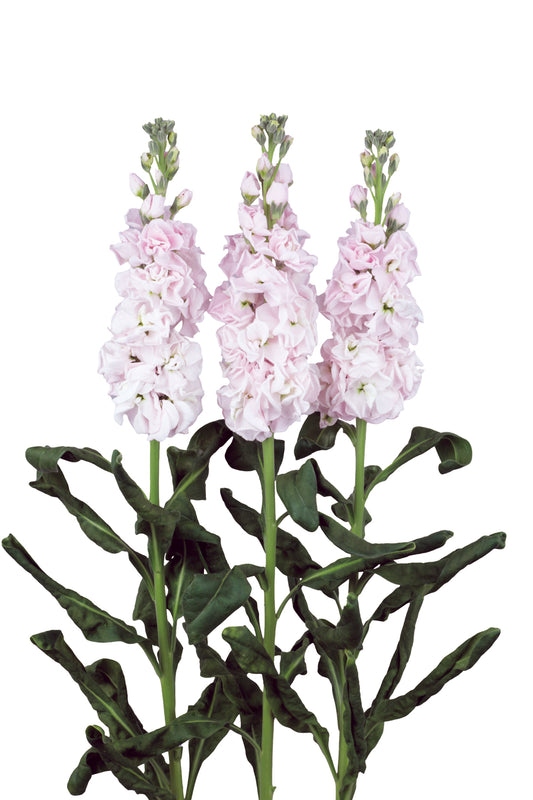 Stock Seeds Matthiola Early Iron Cherry Blossom – 50 Premium Cut Flower Seeds