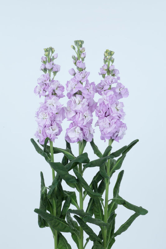 Stock Seeds Matthiola Early Iron Marine II 50 Premium Cut Flower Seeds