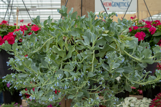 50 Maritima Silver Ocean Mertensia Seeds