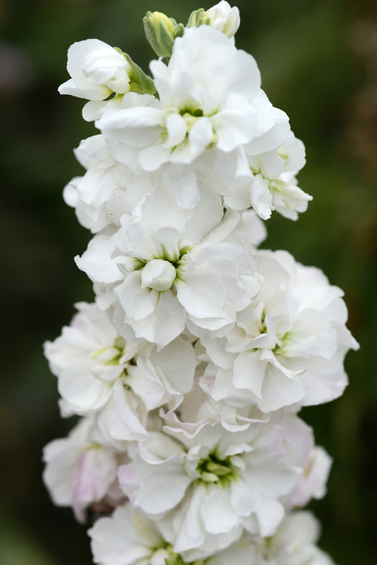 Matthiola Column Avalanche Stock Seeds – 100 Premium Cut Flower Seeds