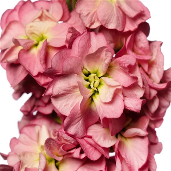 Matthiola Seeds Stox Antique Rose Stock Seeds 50 Seeds Double Flower Variety