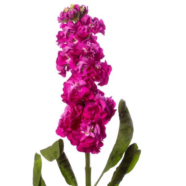 Matthiola Seeds Stox Deep Rose Stock Seeds 50 Seeds Double Flower Variety