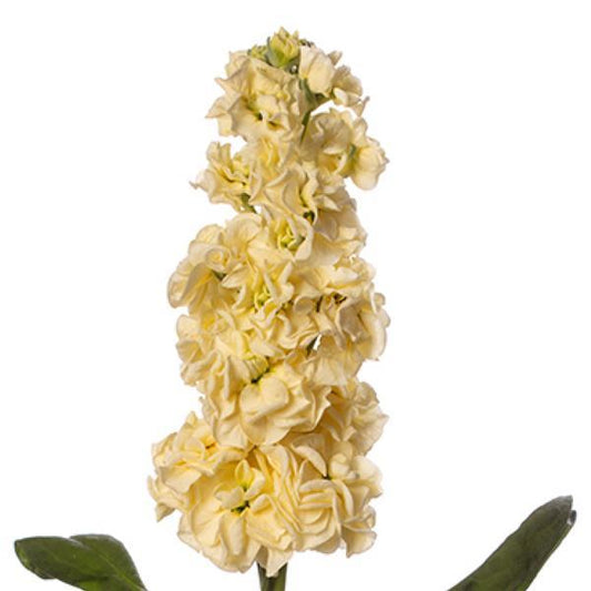 Matthiola Seeds Stox Yellow Stock Seeds 50 Seeds Double Flower Variety