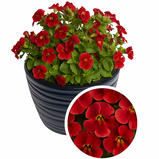 Mimulus Seeds Mimulus Medius Crimson Red 50 Pelleted Annual Flower Seeds