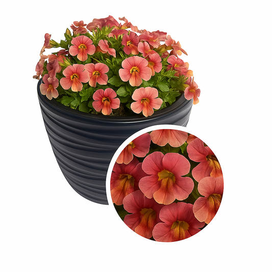 Mimulus Seeds Mimulus Medius Pastel Crimson 50 Pelleted Annual Flower Seeds