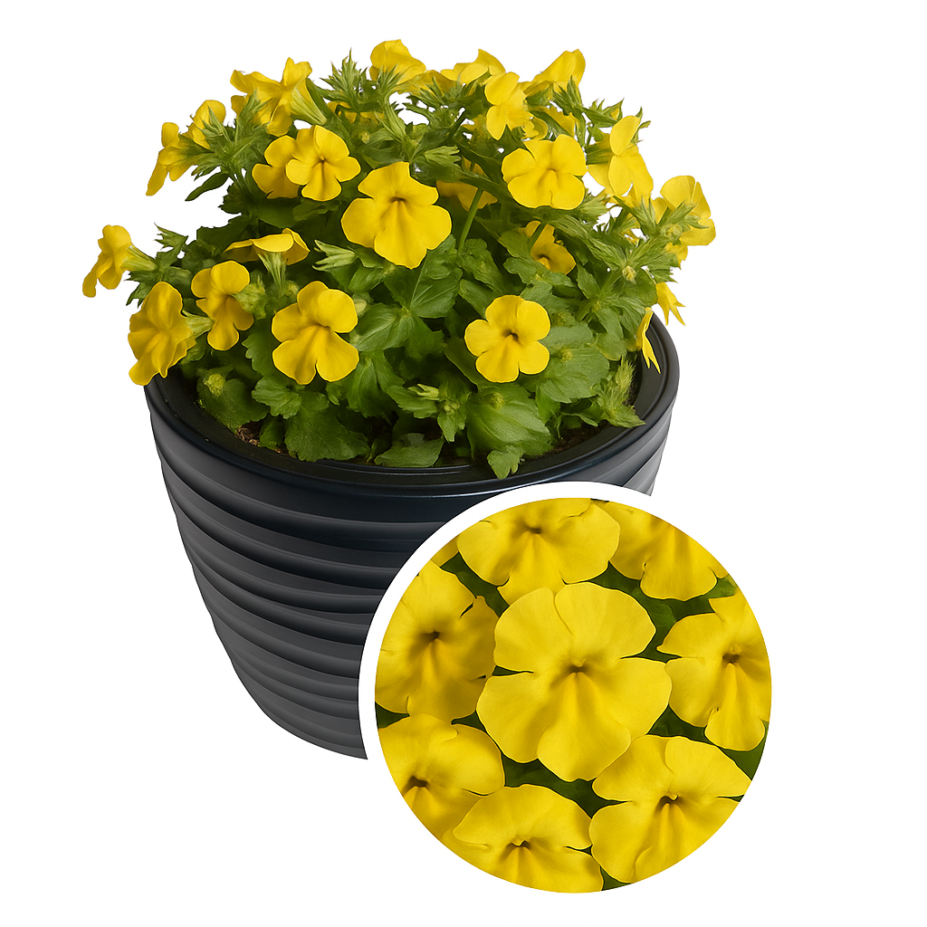 Mimulus Medius Pure Yellow Seeds 50 Pelleted Annual Garden Flower Seeds
