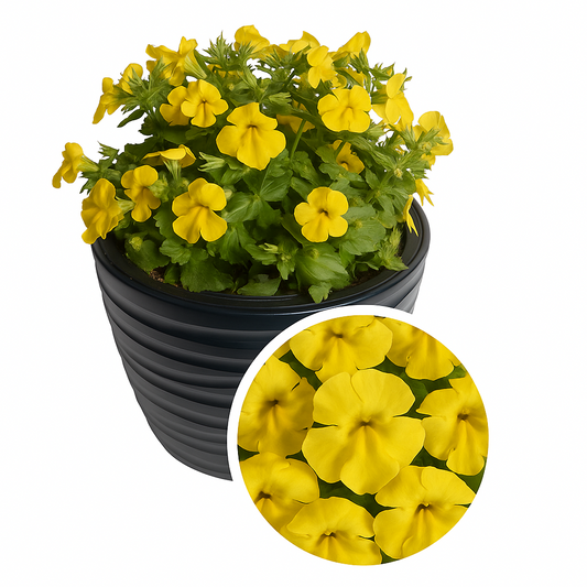 Mimulus Medius Pure Yellow Seeds 50 Pelleted Annual Garden Flower Seeds