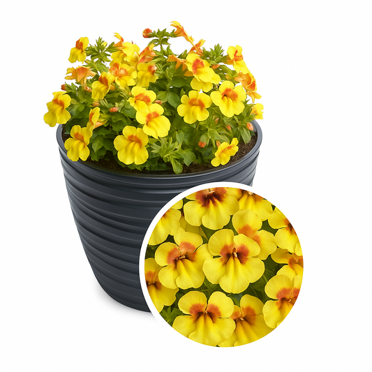 Mimulus Seeds – Mimulus Medius Yellow Bicolor 50 Pelleted Flower Seeds