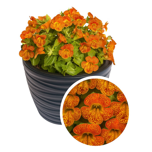 Mimulus Seeds – Mimulus Medius Yellow Flame | 50 Pelleted Flower Seeds