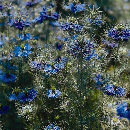 Miss Jekyll Dark Blue Nigella Seeds – 50 Cut Flower Seeds (Love-in-a-Mist)