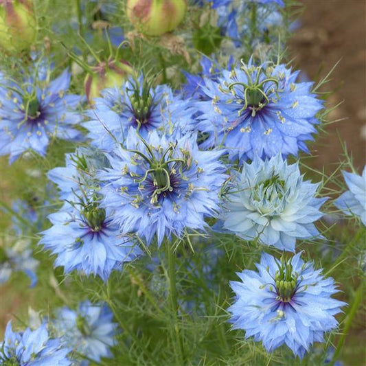Miss Jekyll Sky Blue Nigella Seeds – 50 Cut Flower Seeds (Love-in-a-Mist)