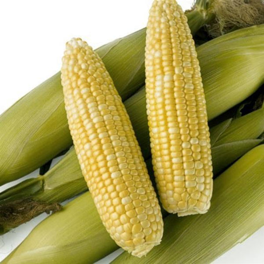 Obsession Sweet Corn Seeds | 50 F1 Hybrid Bicolor Vegetable Seeds