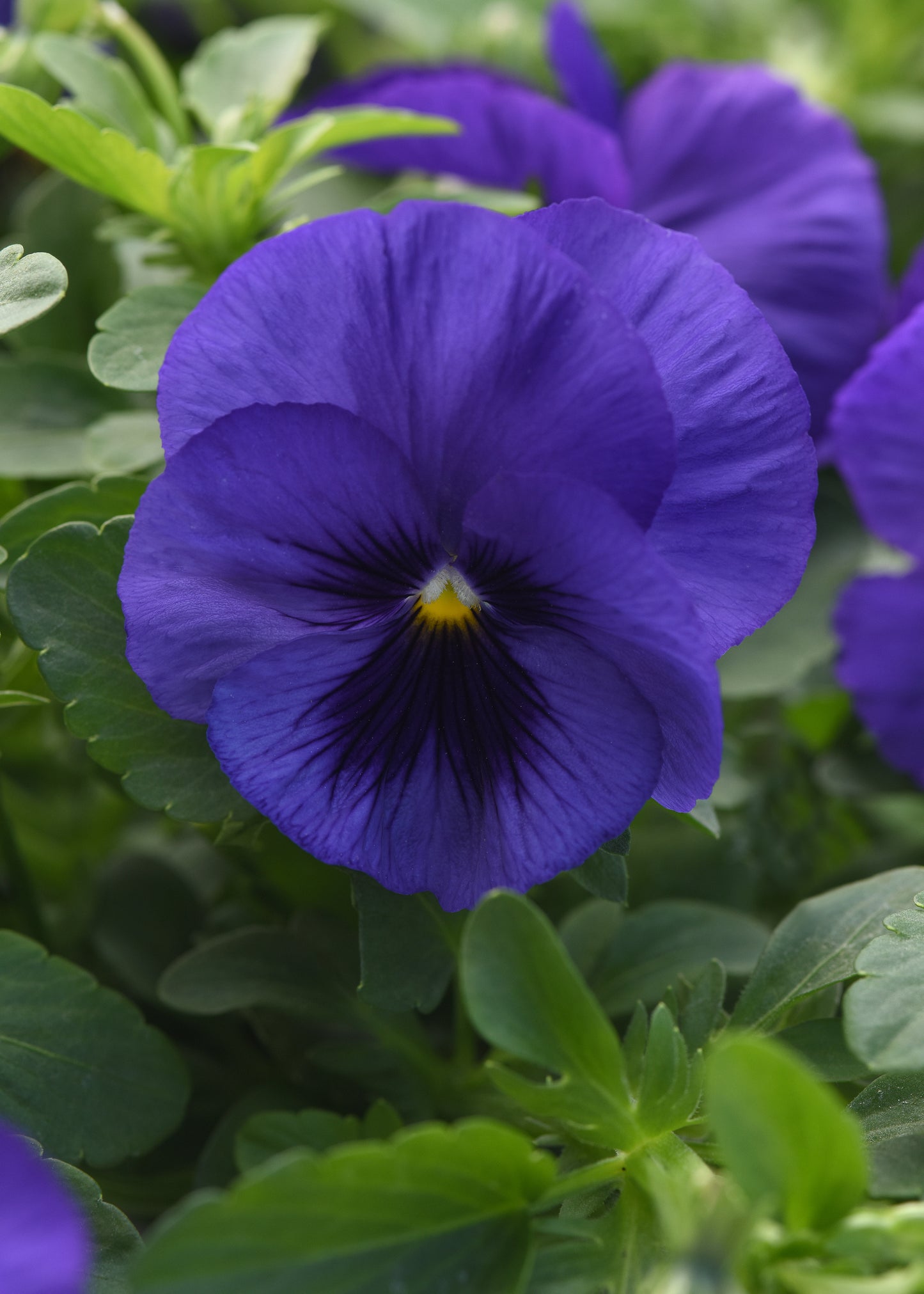 Top Wave Blue Blotch Pansy Seeds 25 Seeds Trailing Variety