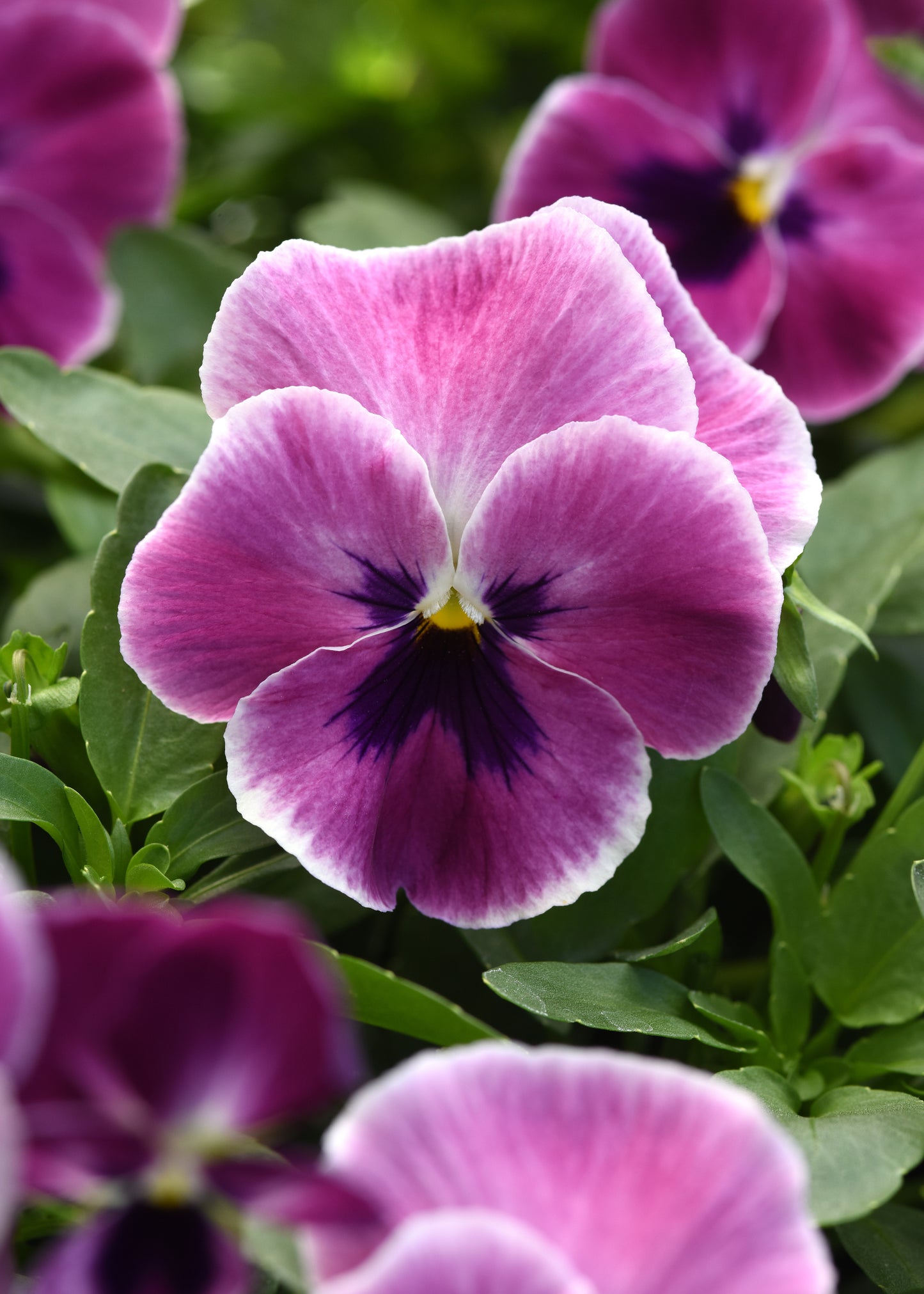 Pansy Seeds Top Wave Pink Shades 25 Seeds Spreading Trailing Hanging Basket Flower Seeds