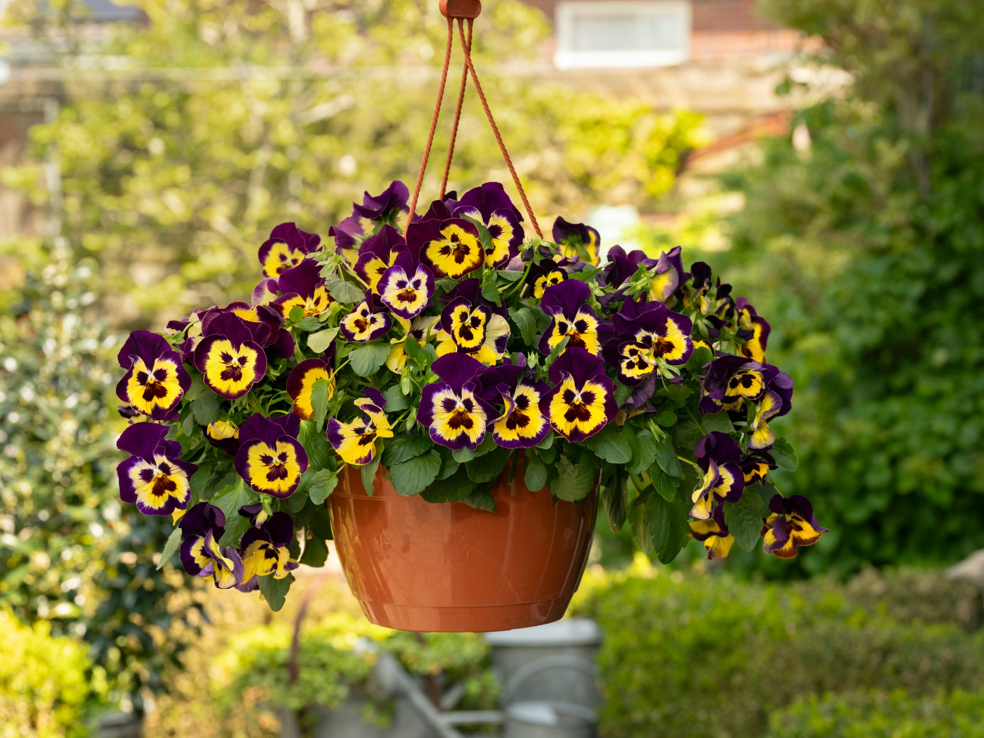 seeds for hanging baskets plants Top Wave Purple Sunburst Pansy Seeds 25 Seeds Trailing Variety
