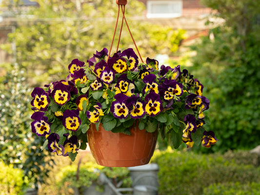 Top Wave Purple Sunburst Pansy Seeds 25 Seeds Trailing Variety